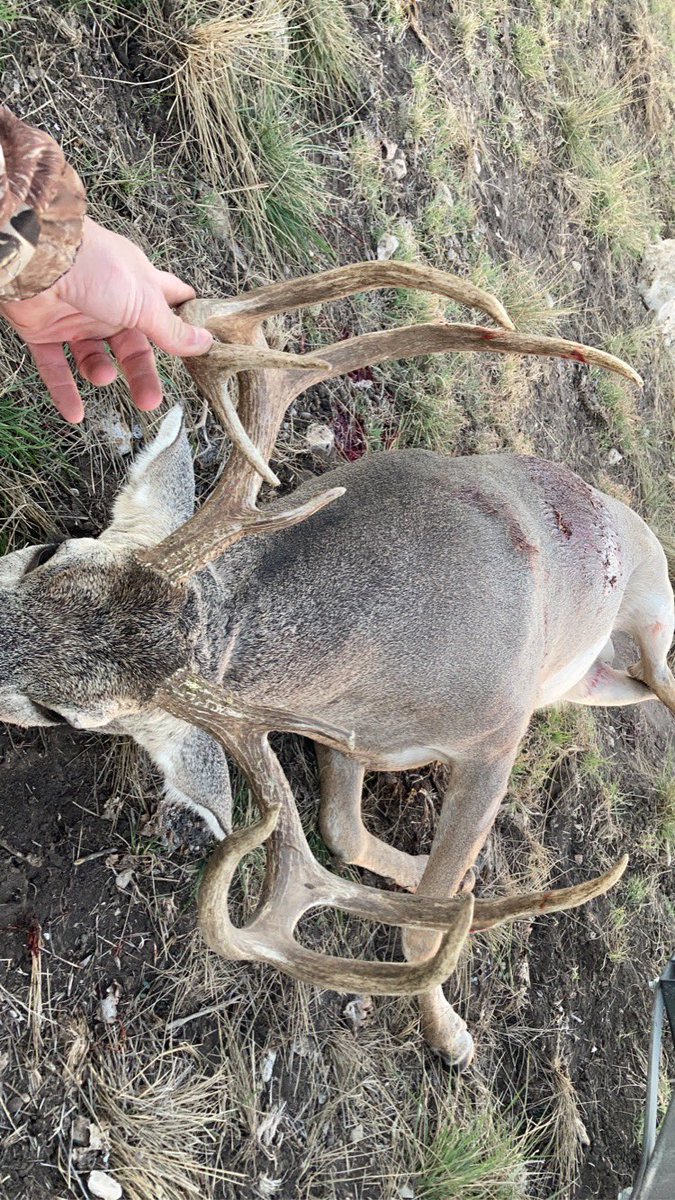 CricchioColton's tweet photo. Killed a good one tonight, even took a selfie https://t.co/yCMUam2fyD