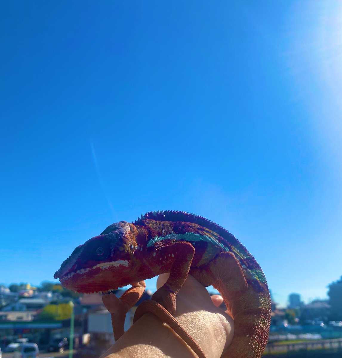 Saya09180579's tweet photo. 雲ひとつない良いお天気の素晴らしい土曜日です🥰
お返事なかなか出来ずごめんなさい(´･_･`)

私ごとですが…
コモグロビンの値が安定し…

本日小森、無事退院致しました☺️✨

暫く通院での治療となりますが、充実した毎日を過ごしたいと思いますので沢山のお誘いお待ちしてます♡

ひゃっほーう！ https://t.co/13yiSqIZIM
