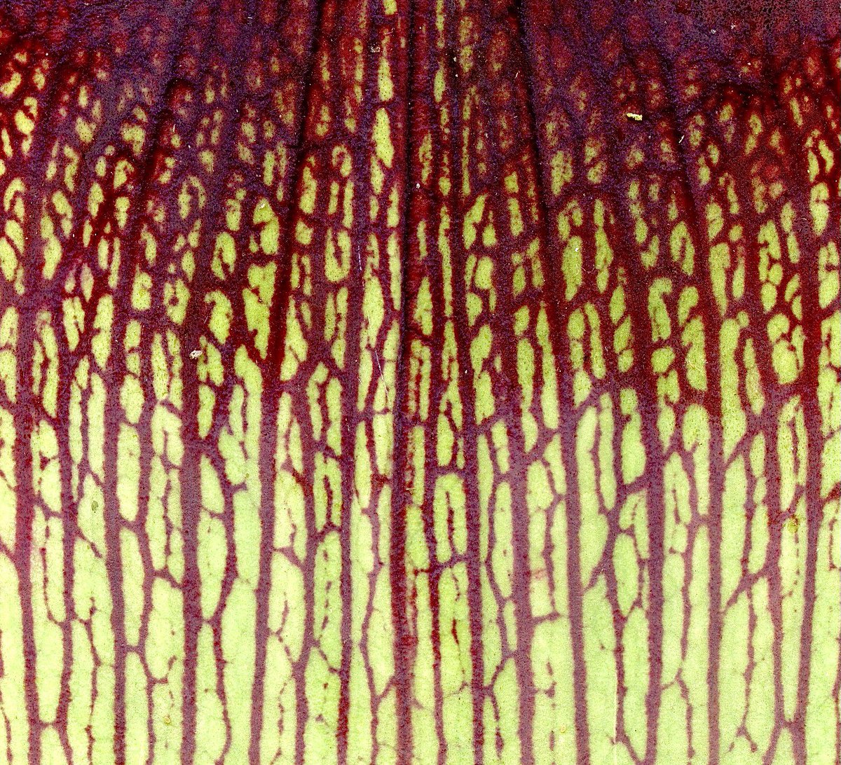 Venation and pigmentation going wild on the inner walls of this #Sarracenia alata #PitcherPlant pitfall trap leaf.. Students are dissecting &amp; scanning traps to explore variation in coloration and insect prey capture- mesmerizing images an incidental treat! #CarnivorousPlant