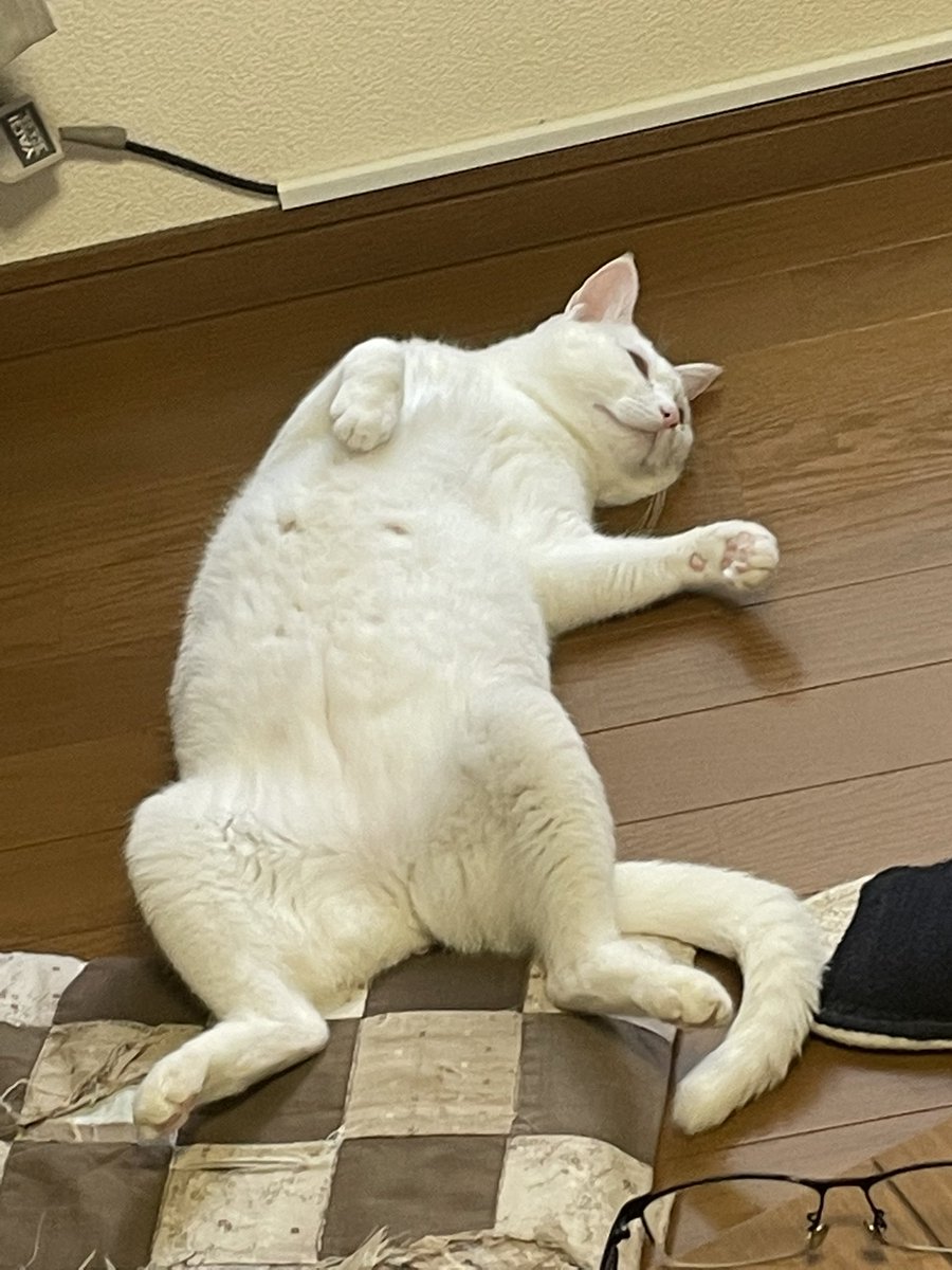 Kaito_create's tweet photo. 🟧今日やること

・大学課題、レポート
・bubble学習、開発

初めに何をやるかを決めておかないと途中でこの猫ちゃんのようにへばってしまうので目標を明確にしておきます。

#ゼンリョク #bubble #NoCode https://t.co/aEmxtkCIBE