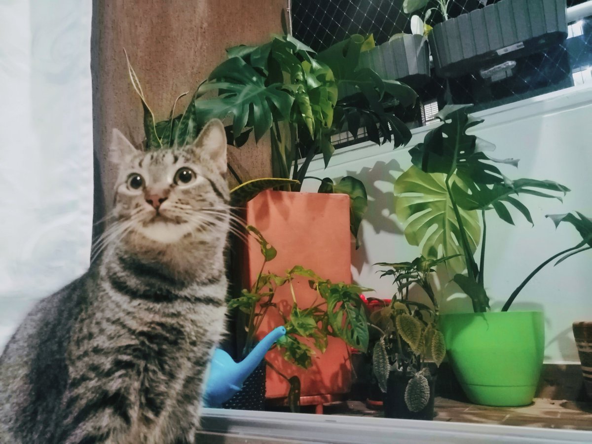 rosadelanochek's tweet photo. No sé si les pasa cuando están documentando la vida de un Tigre 📹, de repente aparece en cámara una pantera! 😂😂😂 https://t.co/OJ3JarXHR2