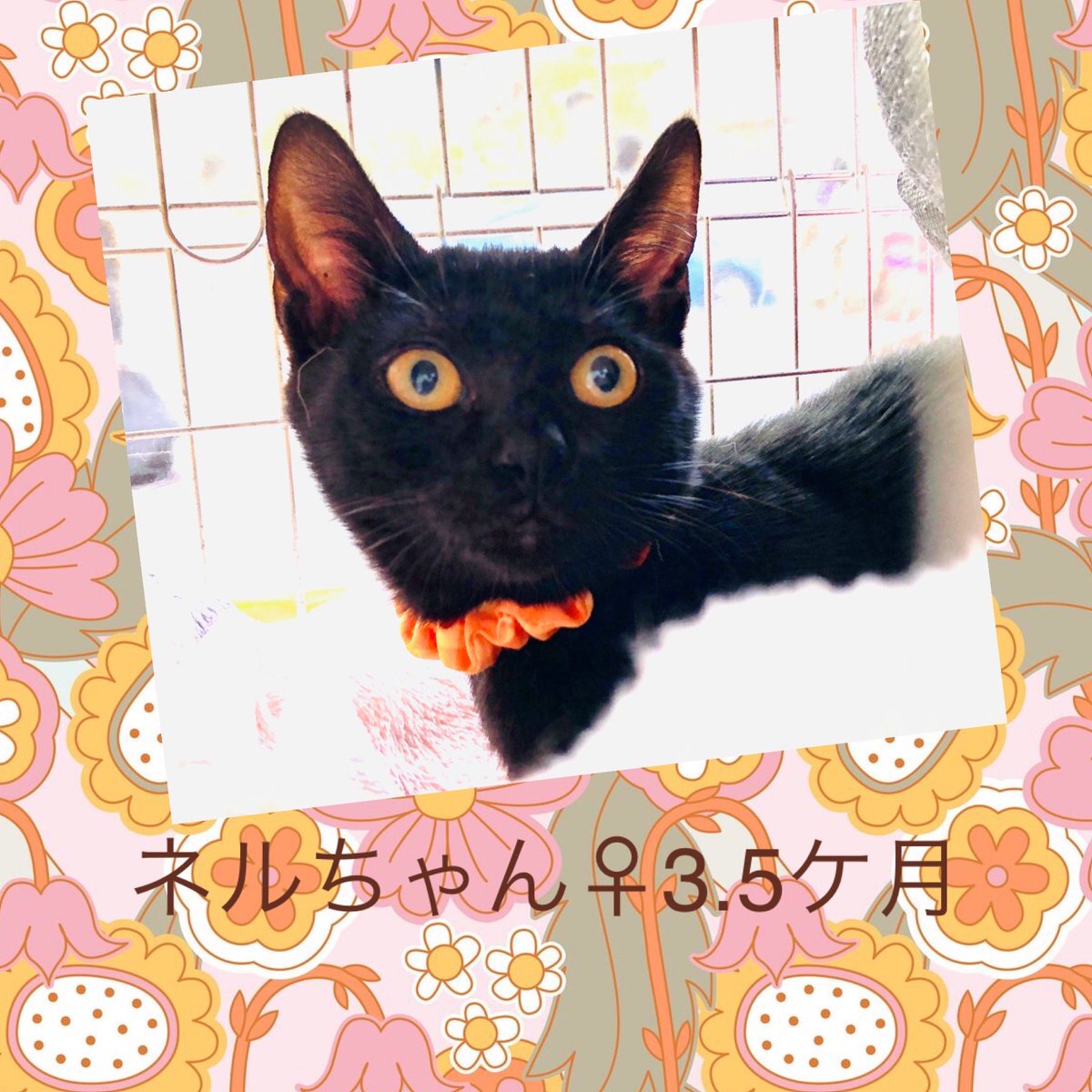 兄弟のスピ君がトライアル中、ネルちゃんにも里親希望のお声掛け待ってまーす😊

＃ネル ＃猫里親募集 ＃亀有猫