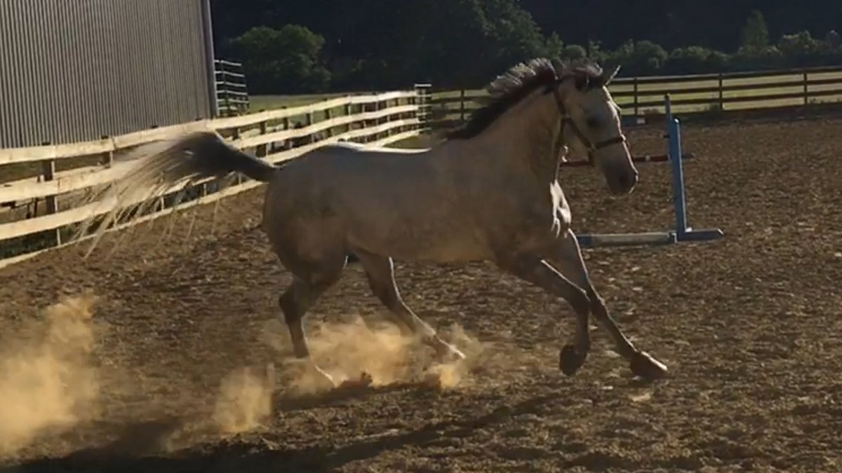 OSURILEYS's tweet photo. Congratulations to Layne and Gibson for finishing the 2021 OPHA Jumper season with a Bronze medal for points per show!!  4 years ago, our trainer Michelle introduced us to this fabulous  off the track thoroughbred. So thankful for Heather, Michelle, Julie and Ric! #silverlining https://t.co/FiJVSuKSZy