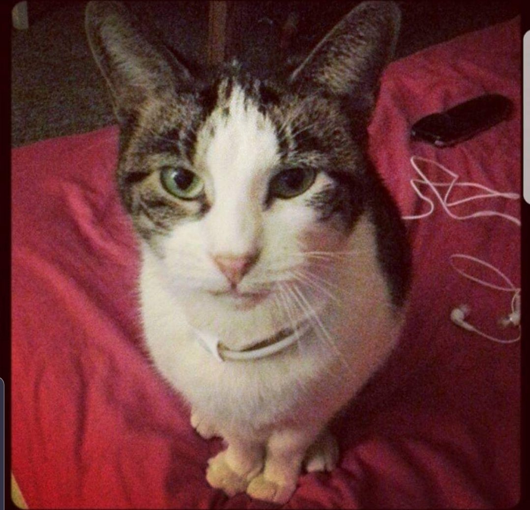 NickyxPop's tweet photo. @Daddysnider Your cat look exactly like my childhood cat that passed away it's crazy. https://t.co/tGnPg34yat
