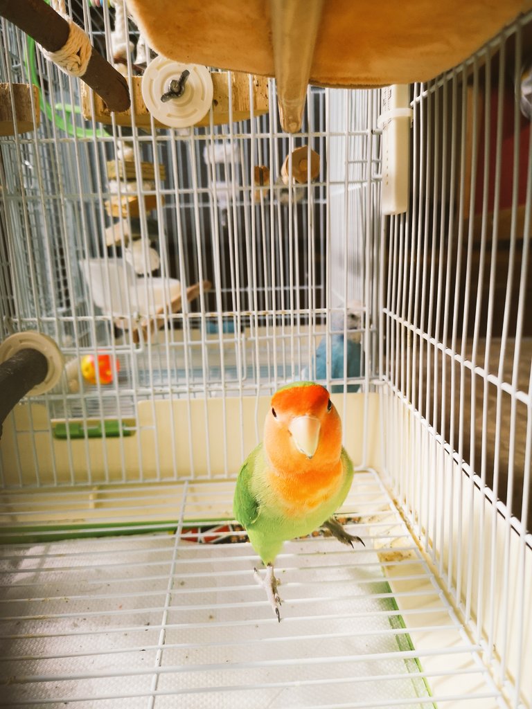 aauiiui's tweet photo. 網戸越しに日向ぼっこ🌞
気持ちんよかね🎶 https://t.co/gRPHQs9CKC