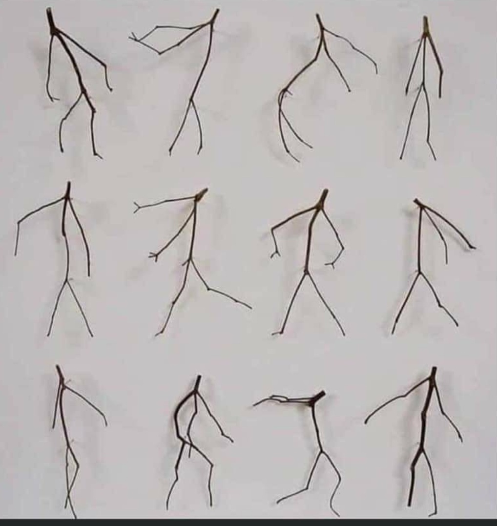 Someone collected these tree branches and called them "Nature's Dance"