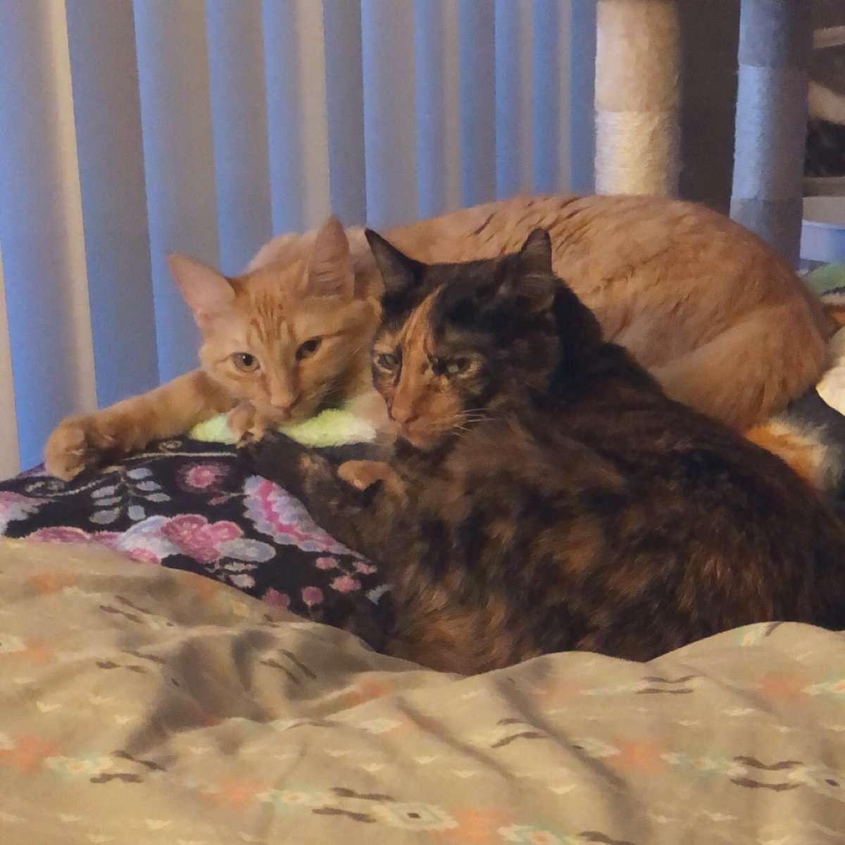 ScreamForTerror's tweet photo. 1st picture: Sunny looks like she’s attempting to 🤌🏻, meanwhile Ripley is straight up giving me a brutal death glare…😳 if looks could kill, I’d be a goner.

2nd picture: I don’t understand how that’s comfortable 😹 but ugh, the life of a cat… 😩

#TheLifeOfACat #CatsOfTwitter https://t.co/4rIBXVDZqj