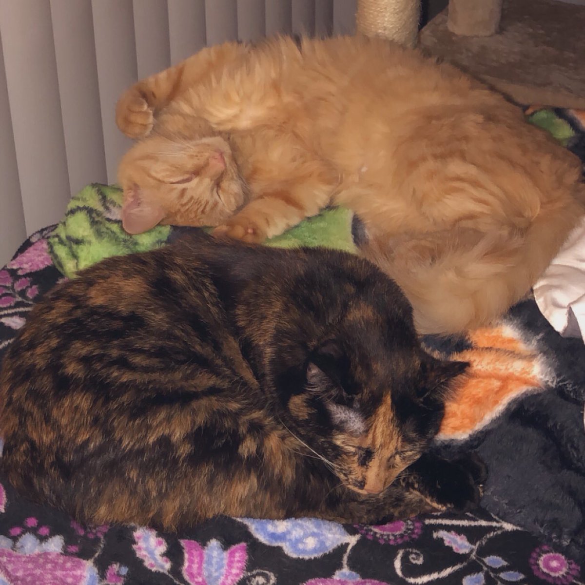 ScreamForTerror's tweet photo. 1st picture: Sunny looks like she’s attempting to 🤌🏻, meanwhile Ripley is straight up giving me a brutal death glare…😳 if looks could kill, I’d be a goner.

2nd picture: I don’t understand how that’s comfortable 😹 but ugh, the life of a cat… 😩

#TheLifeOfACat #CatsOfTwitter https://t.co/4rIBXVDZqj