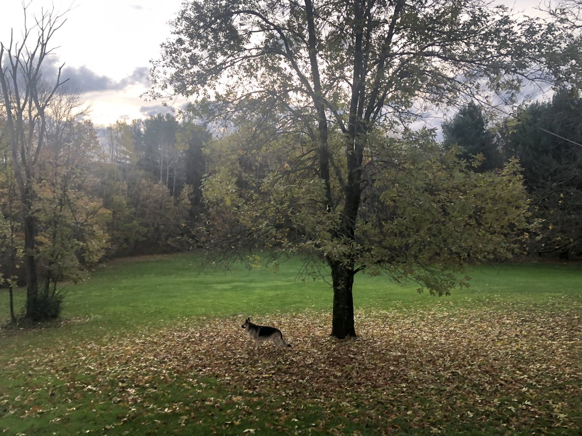Ayar_Dee's tweet photo. Morning ritual. #DogsofVermont https://t.co/T4IvH8YbBx