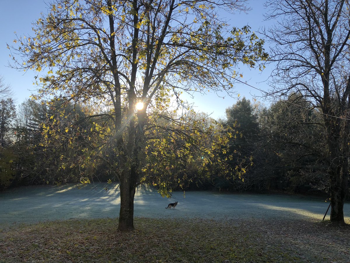 Ayar_Dee's tweet photo. Morning ritual. #DogsofVermont https://t.co/T4IvH8YbBx
