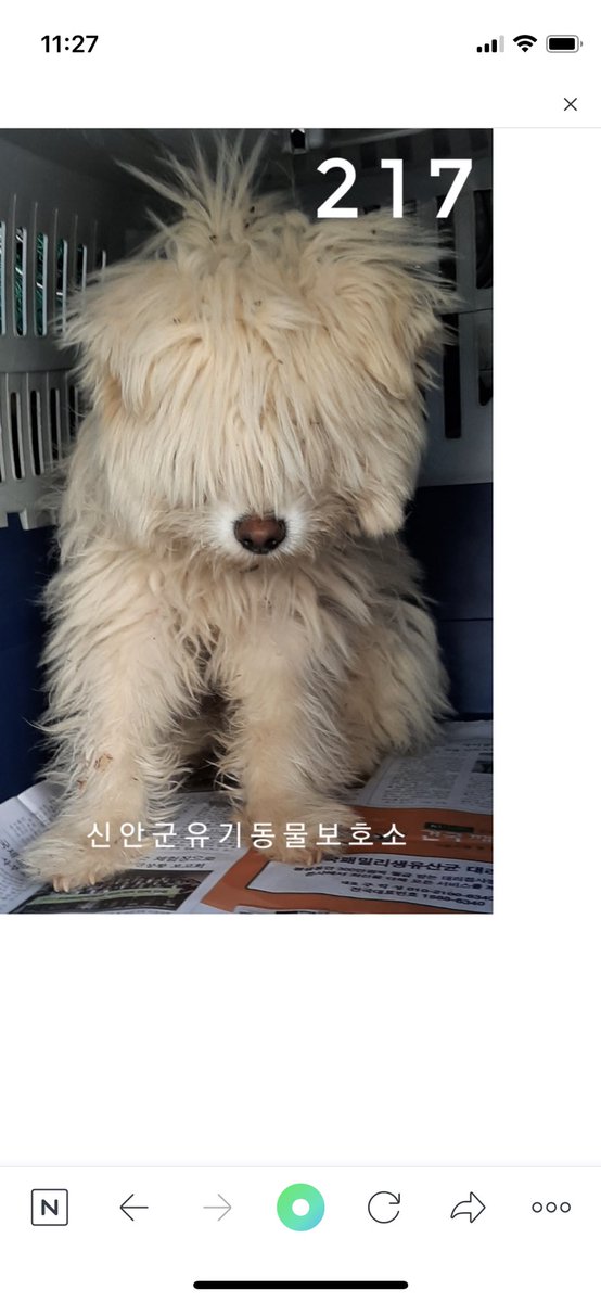 신안에 머털도사 강쥐가 있다ㅠㅠ