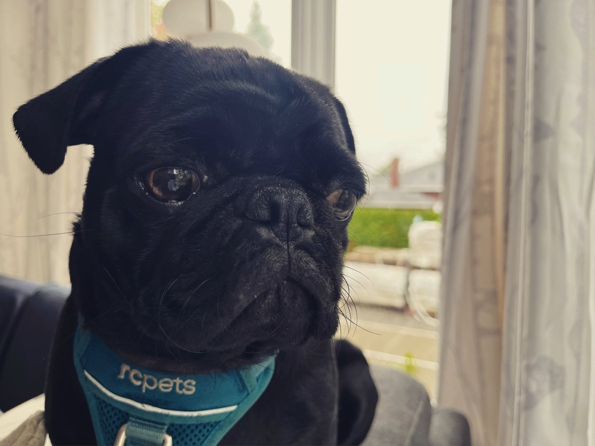 poe_pug's tweet photo. @with_rhymes Hi https://t.co/1AyJPZdHjN