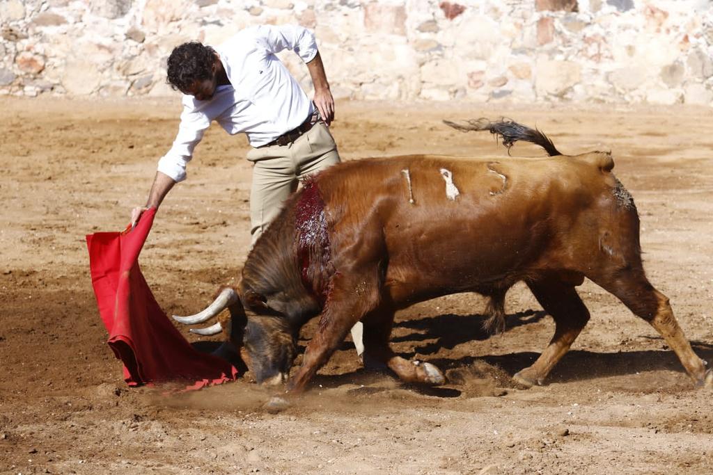 " Bogotano" un nuevo Semental aprobado hoy , todas las cualidades que buscamos en la Ganaderia ,  <a href="/Matadorjps/">Juan Pablo Sanchez</a> cumbre como siempre con el .