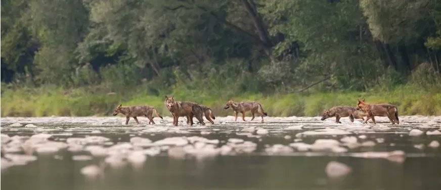 Y2Y_Initiative's tweet photo. B.C. is looking for input on a five-year extension to existing wolf and cougar culls. However, a blank cheque to kill predators, while more habitat is lost, is not a serious strategy to recover endangered caribou. Learn more and take the survey by Nov. 15:
https://t.co/VO7QNTRR0H https://t.co/LwAnyZLwUT