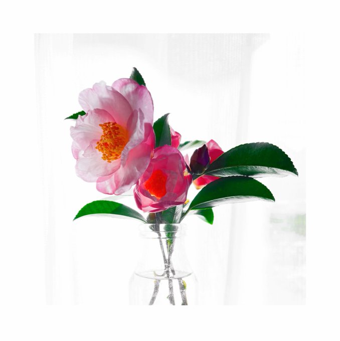 ぽこぽこのtwitterイラスト検索結果