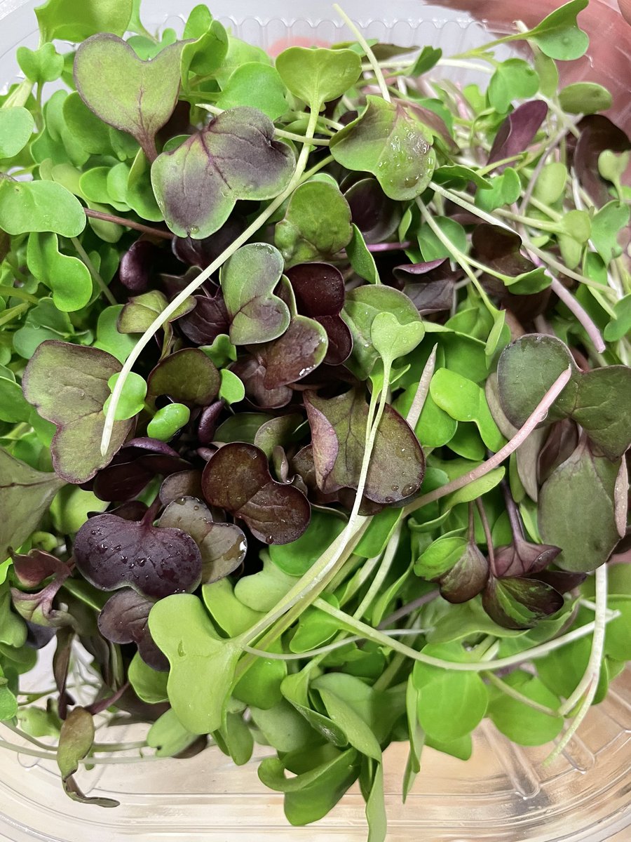 nebullam's tweet photo. Purple Radish, Broccoli Sprouts, and Red Arrow Radish! #microradish #buildinginpublic #nebullam #amesiowa #broccolisprouts #microgreens https://t.co/BOjlsruT3k