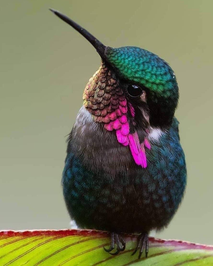 La bella y espectacular iridiscencia de un picaflor.