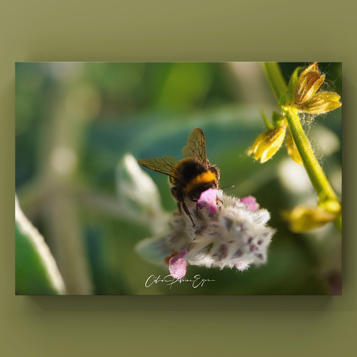 CelinePivoine's tweet photo. Abeille perreuxienne
#nature #fleurs #plante #jardin #campagne #diplôméeip #photographe #photo #creativeentrepreneur #revueepic #destinationphotographer #pistilles #jaune #macro #photographer #femmephotographe #abeille #butiner #macrophotography #bee https://t.co/tGZ0nFJsQV