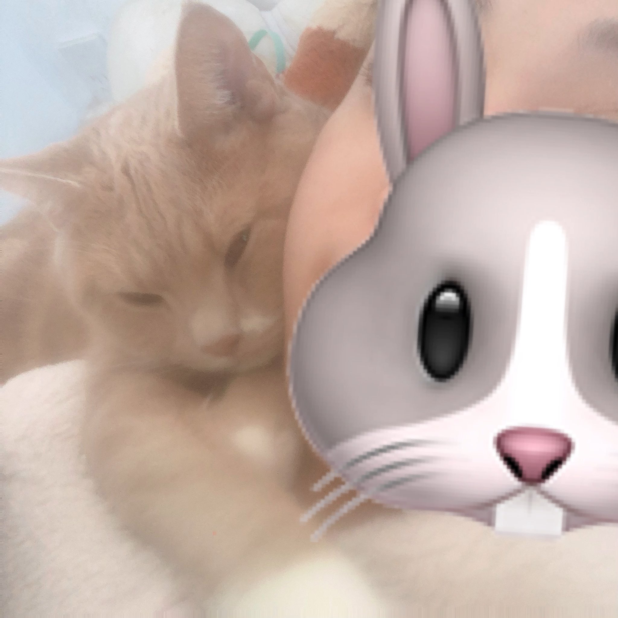 抱きつき猫 Twitter Search Twitter