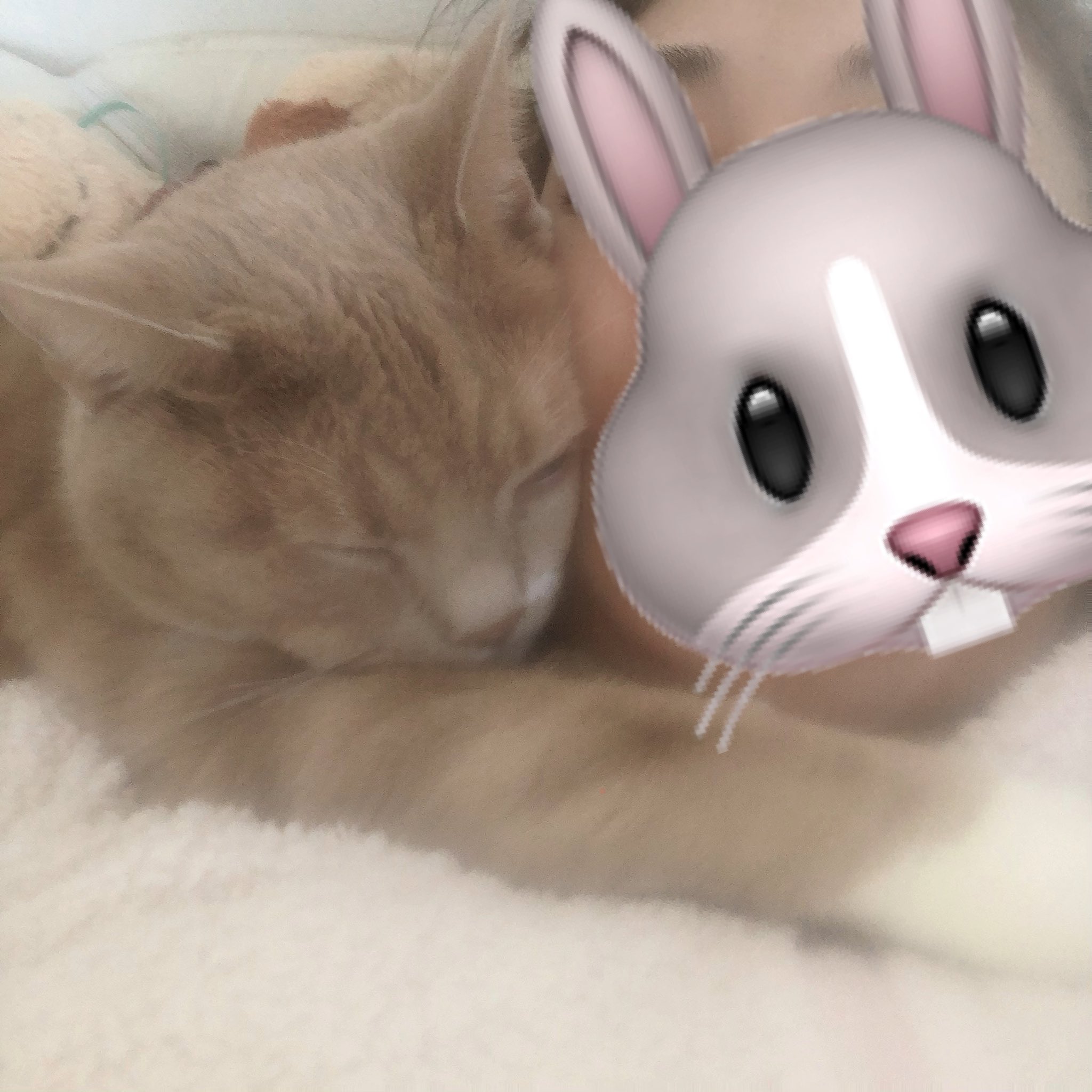 抱きつき猫 Twitter Search Twitter