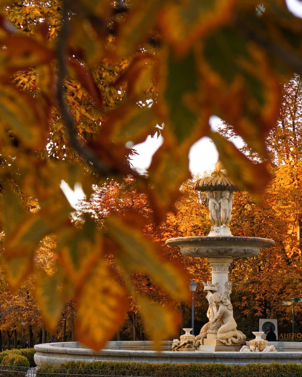 gatopormadrid's tweet photo. Es otoño en el Parque del Retiro y no podía estar más bonito 😻

📷 @ahero_madrid https://t.co/mOmocv4IcB