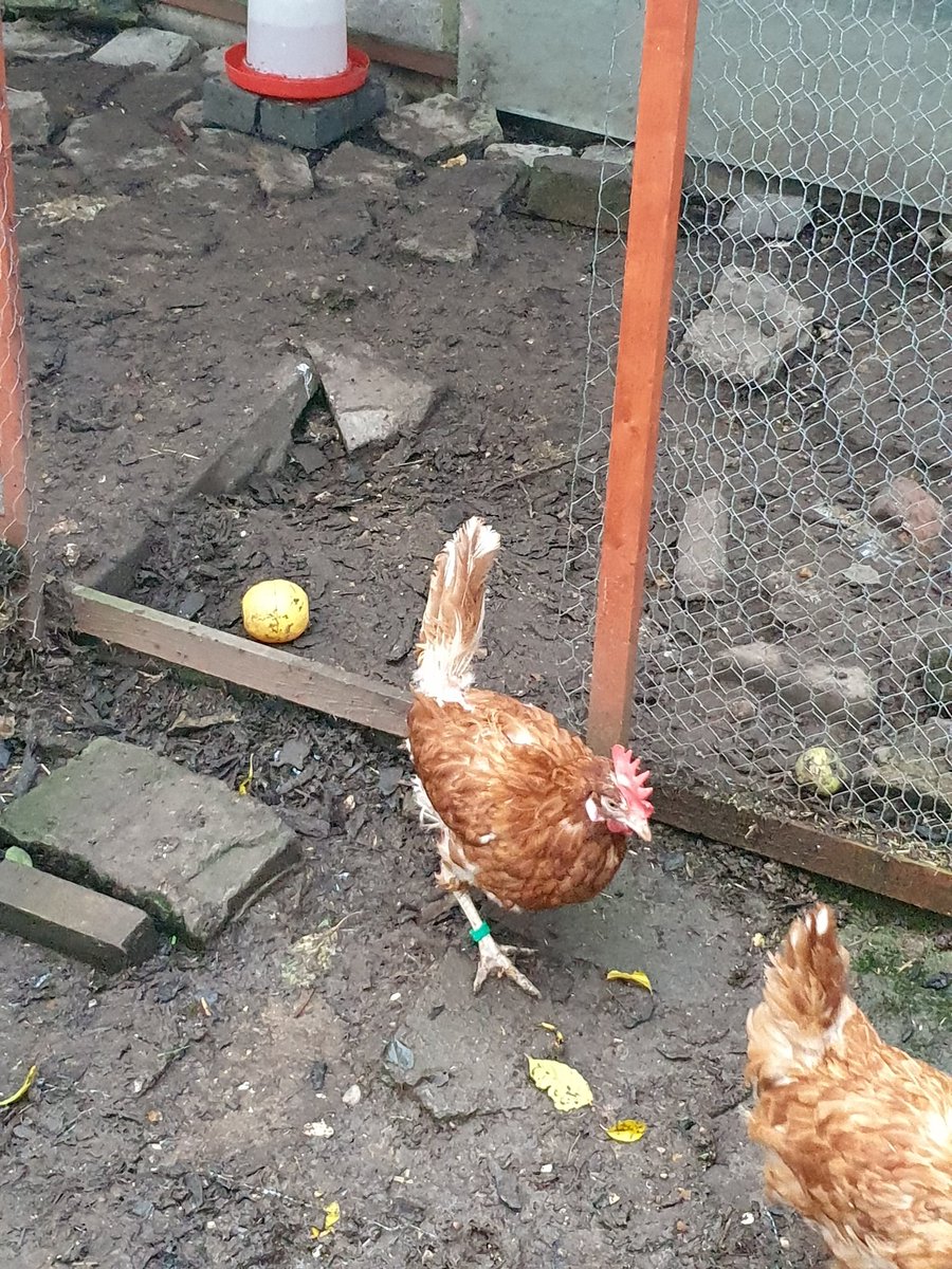 jojolw's tweet photo. Rosie, Violet, Sunny, Amber and Sylvie coming out for their first free range explore
#chickensoftwitter #rehoming #exbats @FSFH_Official https://t.co/vGVNdep6GU
