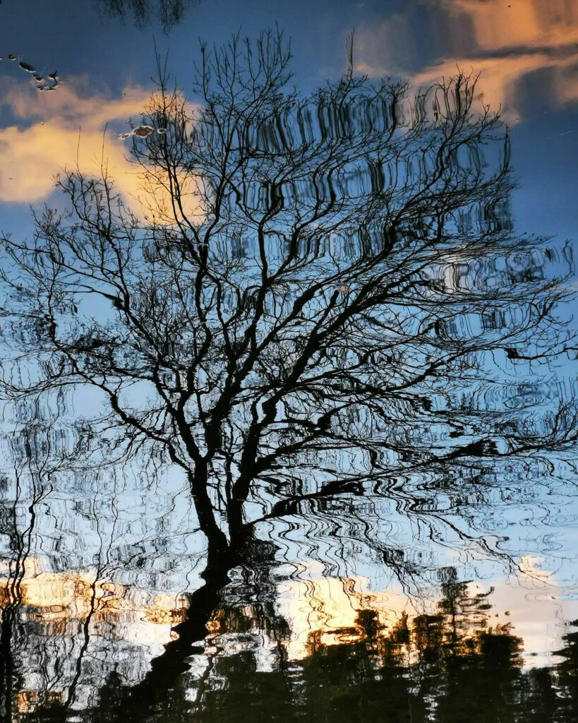 November reflected #Moscow #region #riverside #reflection #sunset #sundown #cloudscape #reflection #wave #branches #tree #cloud #sundown #picoftheday