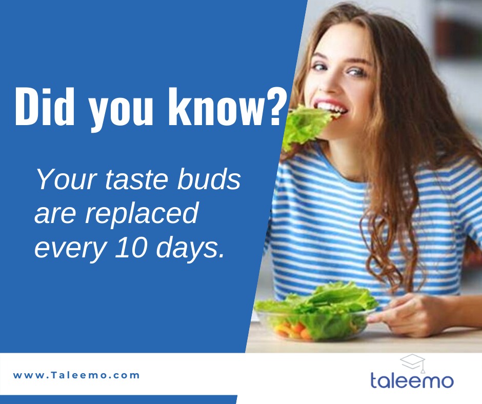 1Taleemo's tweet photo. Did you #know?
Your #taste buds are #replaced every 10 days.
#facts #interstingfacts #factsaroundtheworlf #learningfacts #generalknowledge #knowledgefacts #amazingfacts #taleemo https://t.co/vHuP81GB9X