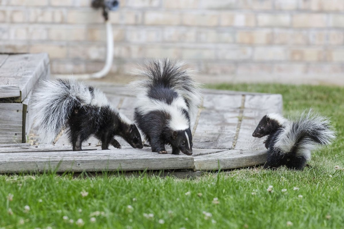 uswildlife's tweet photo. Lots of sick skunks being found around DuPage county Illinois. Learn how to properly deal with them.
https://t.co/i42iM85OJj https://t.co/NED2XboiDa