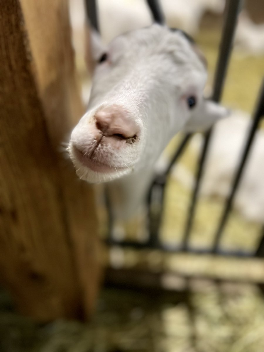 FunNSunTravel's tweet photo. The goats at the cheese farm want you to come visit. #visitfrance #travel #foodandwinetravel https://t.co/5Pt3Yd1lO5