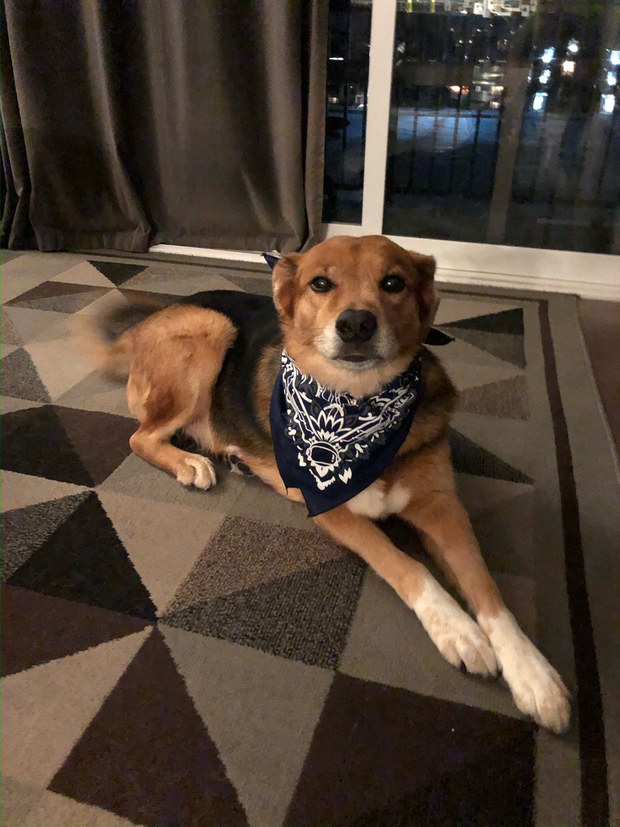 Tonight after fighting cancer for almost a year I lost the sweetest most loving and compassionate dog in the whole wide world. She both made me a better person and got me through some hard times. 

Ill never know again such an amazing soul. I love you immensely Karma and miss u