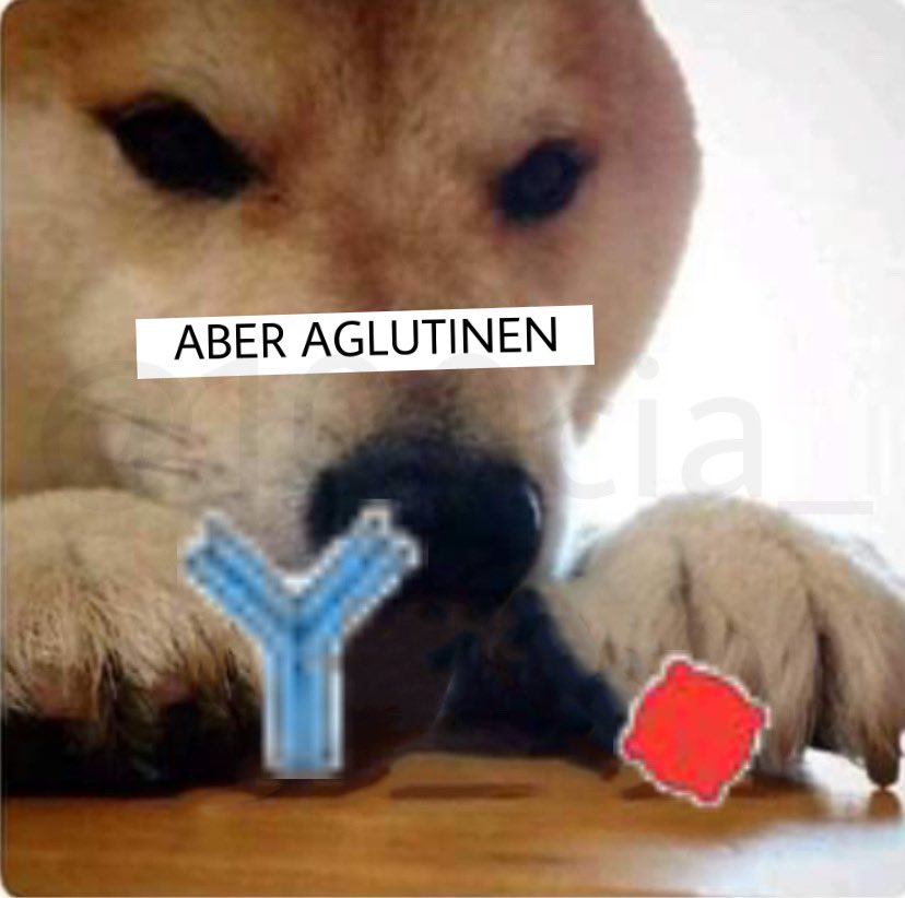 Acabo de hacer el meme de aber cojan en versión laboratorio
