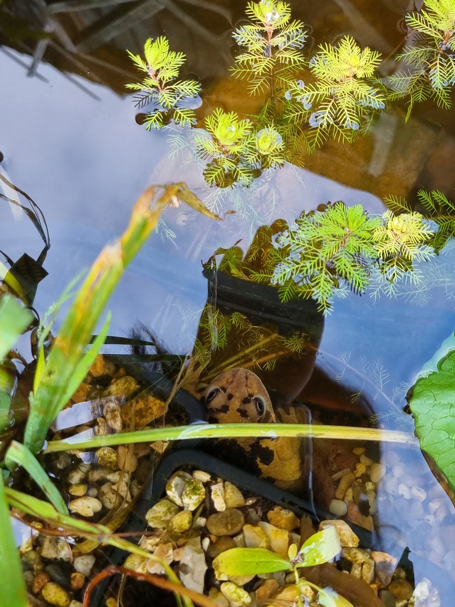 NatelleQuek's tweet photo. Happy morning to find our frog friend still hanging out in our #containerpond 🥰 #wildlife https://t.co/dpwFRX4B9k