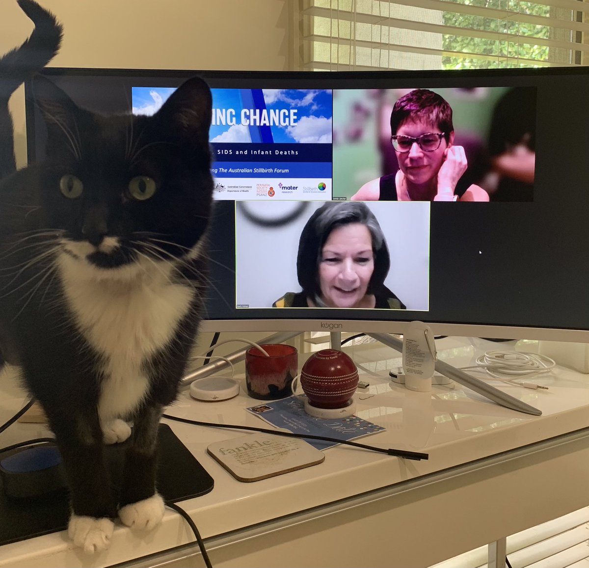 AdrienneOz's tweet photo. More #petsofISAISPID checking out plenary session 🐱#ISAISPID2021 https://t.co/0ck2NlS6qg