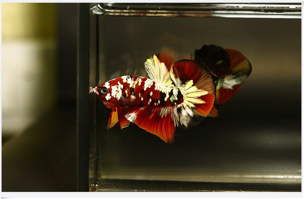 MBC_masterbetta's tweet photo. สนใจปลากัด สอบถามได้ค่ะ (You can inquire.)🐟🇹🇭 #ปลากัด #ปลากัดไทย #ปลากัดสวยงาม #ขายปลากัด #plakad #bettafishlove #bettafish #bettathailand #bettafancy #betta #MBCmasterbetta https://t.co/0XsznhXKta