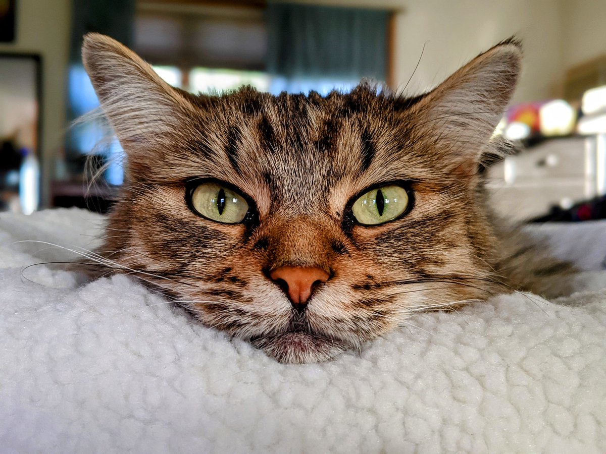 thundermoonfarm's tweet photo. This is some serious Friday face from Karma the rescue kitty. #vogue #kitty #karma #spca #rescuecat https://t.co/oaf3ehW3D8