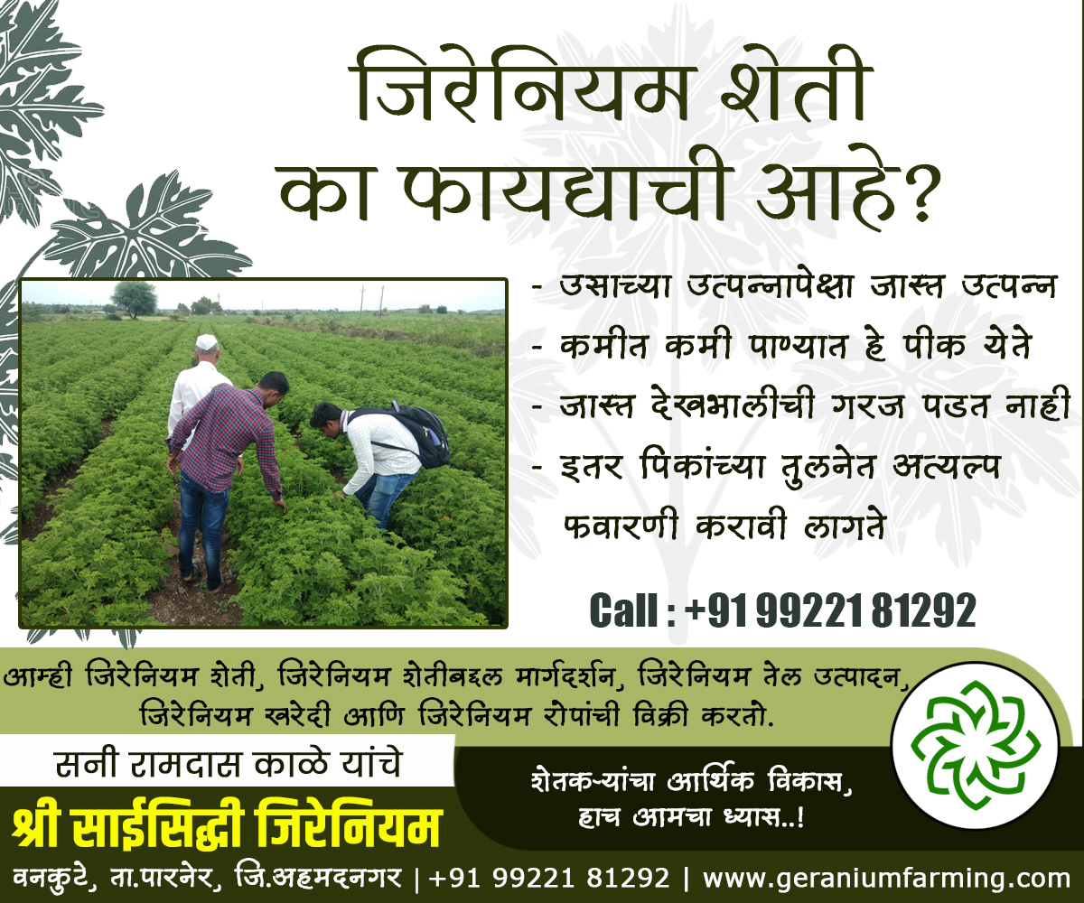 GeraniumFarming's tweet photo. श्री.साईसिद्धी जिरेनियम, वनकुटे, पारनेर, अहमदनगर.
शेतकऱ्यांचा आर्थिक विकास, हाच आमचा ध्यास..!
जिरेनियम शेती, जिरेनियम तेल उत्पादन, जिरेनियम शेती प्रशिक्षण व मार्गदर्शन, जिरेनियम खरेदी, जिरेनियम रोपांची विक्री.
#GeraniumFarming
https://t.co/XXSCNUB8rZ @ilovenagar https://t.co/1btwwNoOaz
