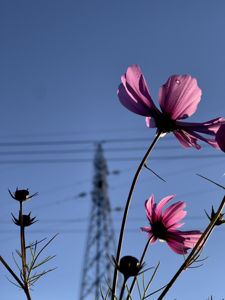 LinK_Structure's tweet photo. 鉄塔にセクシーなコスモスを添えてみた

#鉄塔 #コスモス #秋桜
#TLを花でいっぱいにしよう 
#structure #photography 
#スマホ写真 #iPhoneカメラ部
#キリトリセカイ
#iPhone越しの私の世界
#写真で伝える私の世界 
#写真好きな人と繋がりたい
#鉄塔好きな人と繋がりたい https://t.co/rzkUjiMpsN