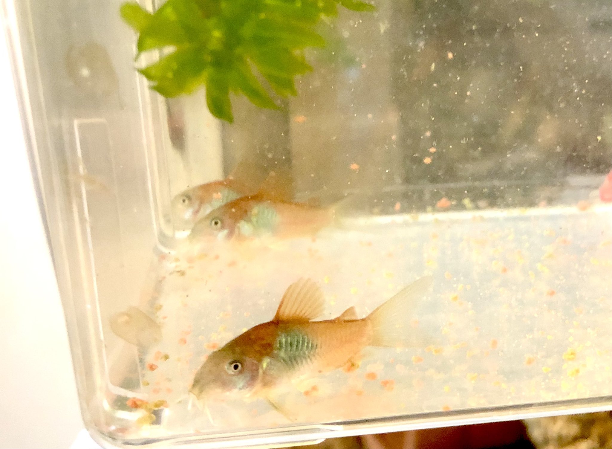 はやしひろし 久々にアップ ベネオレの稚魚 孵化から34日目 見た目は大人のコリドラスと変わらなくなってきて ベネオレ特有のあの色も出てきた もう少しするとあの廃工場の壁っぽいかっちょいい色味になるのぞ コリドラス コリドラスベネズエラ