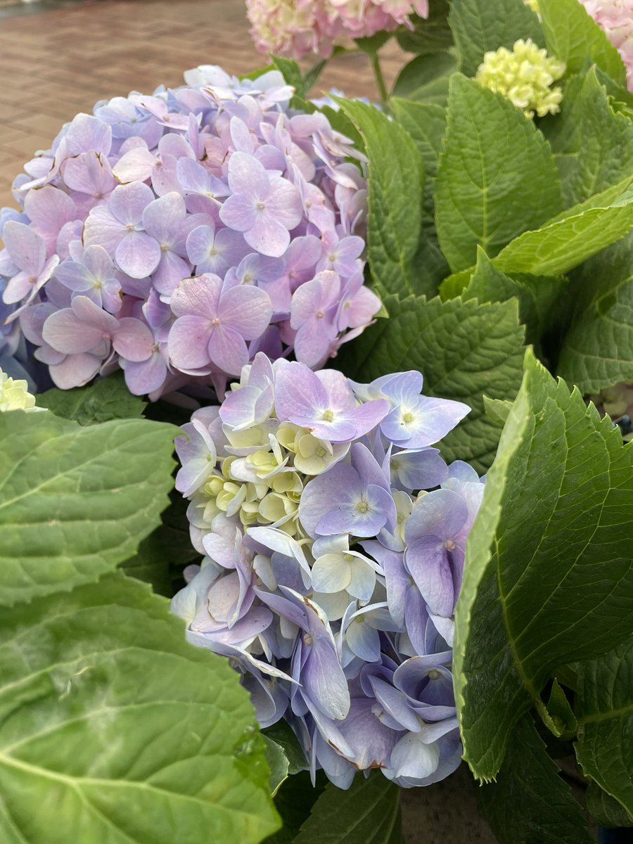 EckardsGarden's tweet photo. Hydrangeas Endless Summer the best repeat flowering hydrangea to grow in a mostly shady but with some sun spot 🌸 on promotion this weekend #endlesssummerhydrangea https://t.co/wUVNYpimK9