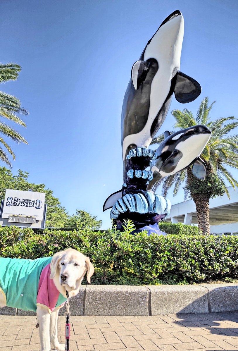 ট ইট র 犬と歩けば 花謝樹無景 30年ぶりの鴨川シーワールド 東京湾アクアラインで渋滞し一時間遅れで到着 子供連れで賑わってはいるが行列するほどではなくスムーズにまわれる マンボウカステラが売っていたので マンボウはどこにいるのですか と聞い