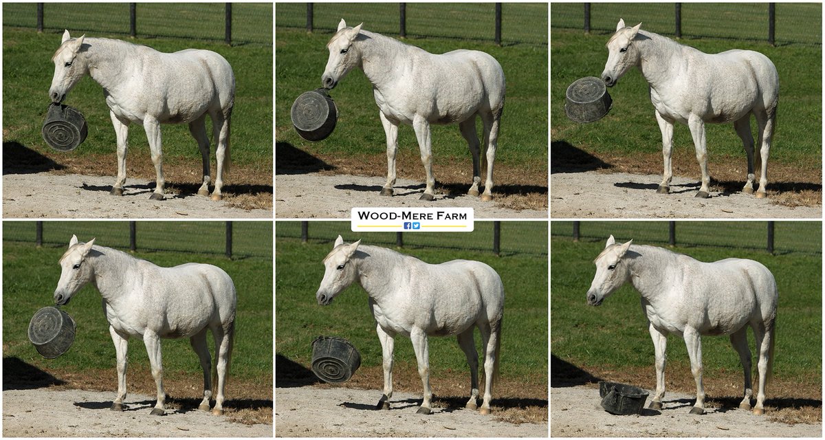 When dinner is five minutes late...  ⏰ #dinnertime #maremonday #quarterhorse #horses #horsephoto #farmlife