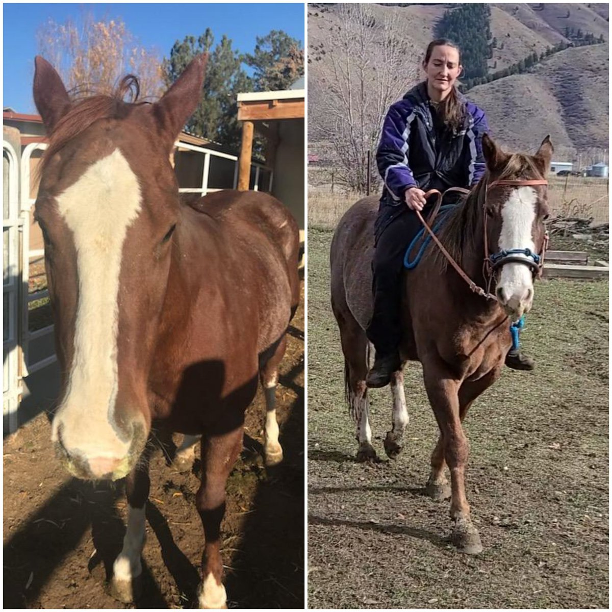 MindyAnglesey's tweet photo. Warrior and roza are almost twins 😆 https://t.co/wNldVLjcdE