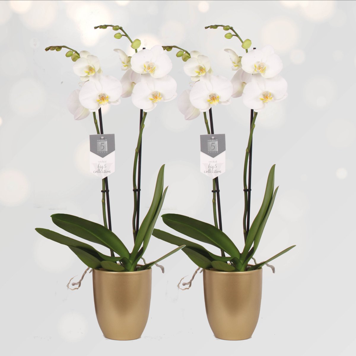 A popular choice, our beautiful White World in the golden Nolan ceramics ✨ We see this combination a lot during the holidays. Do you have a special tailor made request? We like to think along with you!