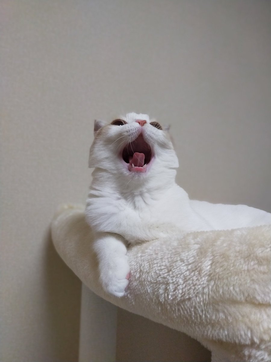 かわいすぎるあくび顔🤣💕

#猫　#ねこ　#スコティッシュフォールド　#猫好きさんと繋がりたい　#猫の居る暮らし　#cat #catlovers #CatsOfTwitter #tsumugi4month