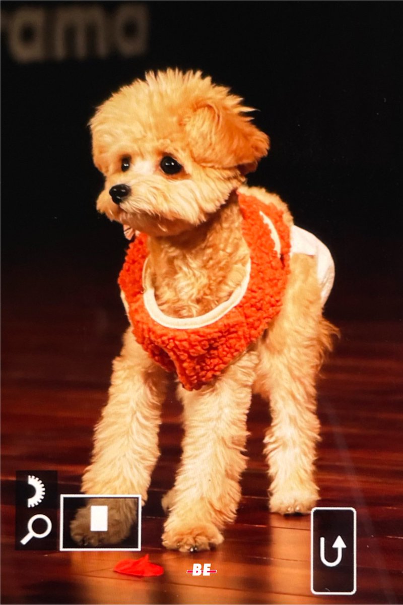 BE___0927's tweet photo. 211113 위드드라마

공공장소라 기저귀차고 온 매너강쥐 금비🐶 https://t.co/174wNPo0Y6