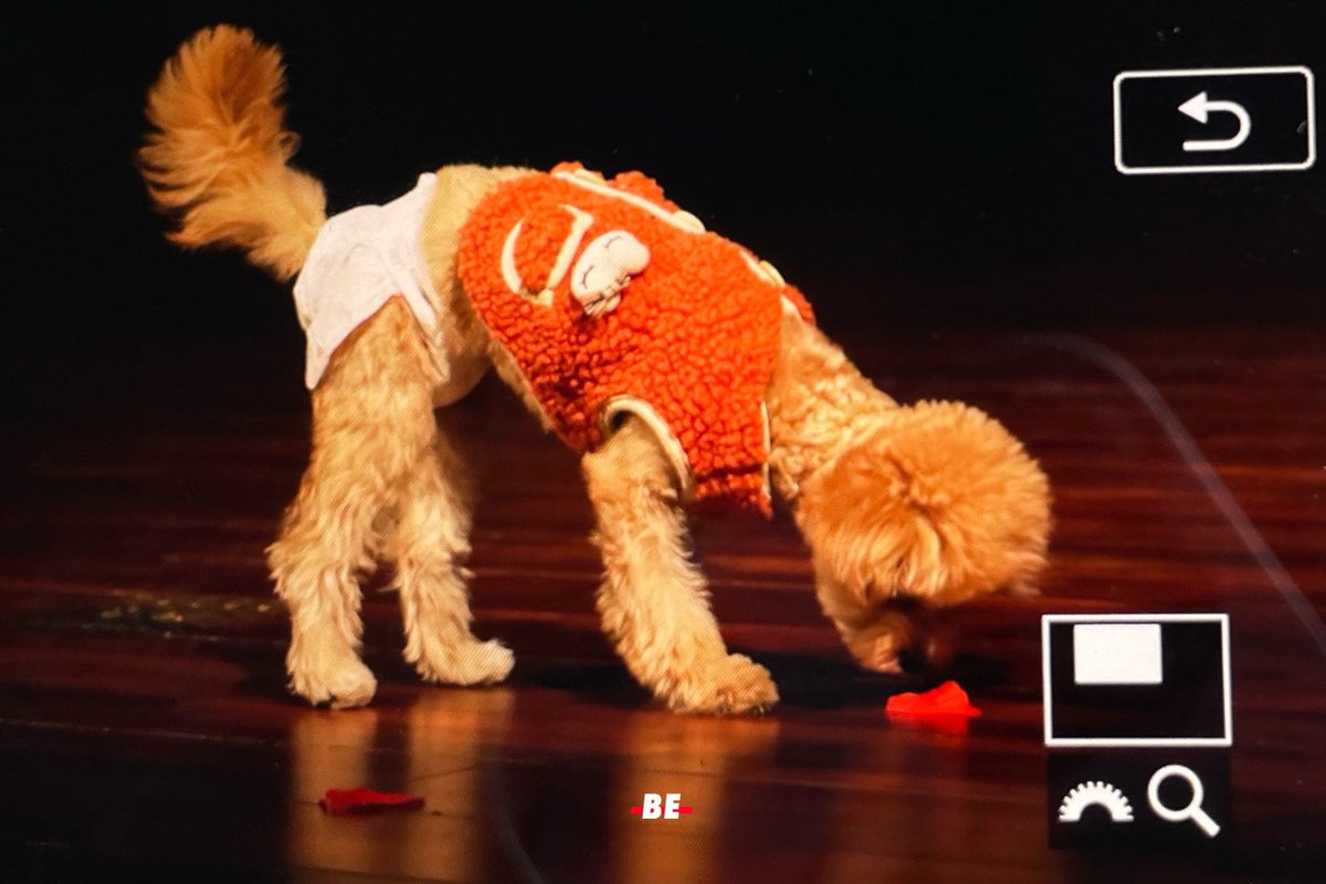 BE___0927's tweet photo. 211113 위드드라마

공공장소라 기저귀차고 온 매너강쥐 금비🐶 https://t.co/174wNPo0Y6