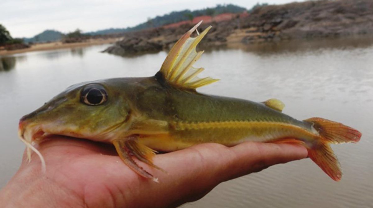 mtanichthys's tweet photo. Three Doras Down #BandsForFish 

Img of Doras higuchii by Gabriel Lelis Togni CC BY via https://t.co/ncaIGTuiJm https://t.co/gUG8Oubl3N