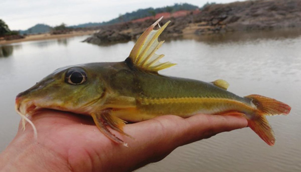 mtanichthys's tweet photo. Three Doras Down #BandsForFish 

Img of Doras higuchii by Gabriel Lelis Togni CC BY via https://t.co/ncaIGTuiJm https://t.co/gUG8Oubl3N