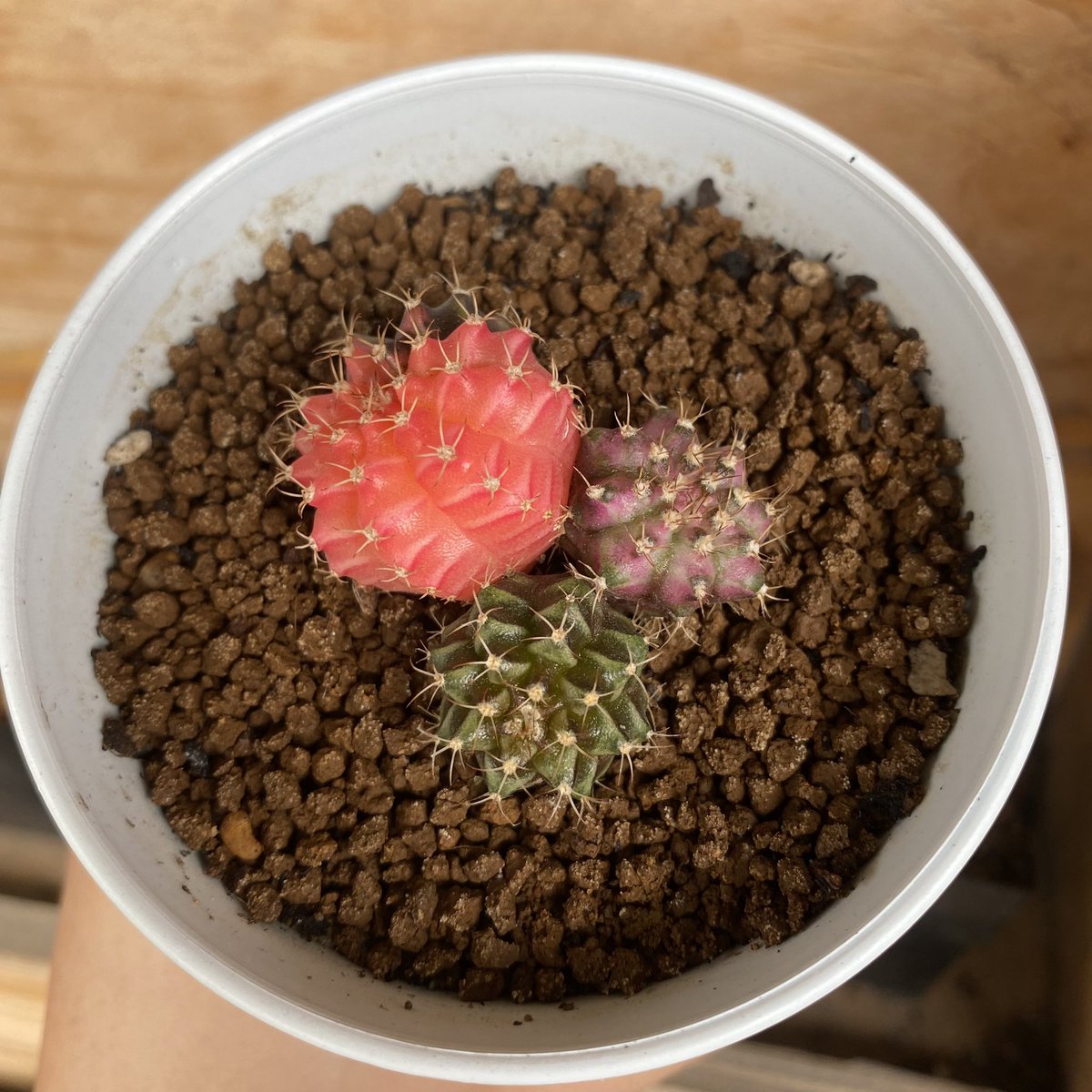 CactusDoubleK's tweet photo. แฝดสาม 💜❤️💚
#แคคตัส #ยิมโน #cactus #ไม้ประดับไม้ตกแต่ง #ราคาถูก #ของตกแต่งห้อง #ต้นไม้ด่าง #ต้นไม้ #คริส #แคคตัสคริส #โลโฟ https://t.co/9emrDQDyqm